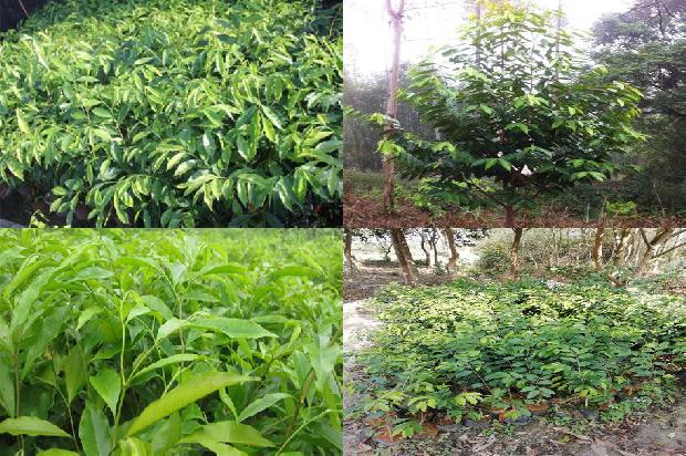 沉香摆件的价格1678234847700 沉香摆件的价格1678234847700