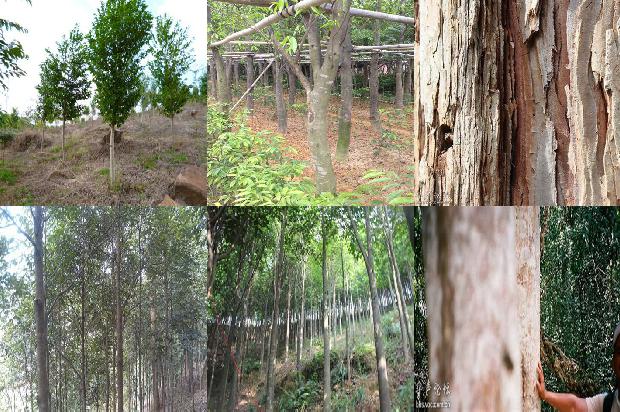 沉香摆件的价格1678234847706 沉香摆件的价格1678234847706