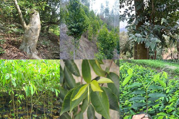 东帝汶沉香价格1678320738098 东帝汶沉香价格1678320738098