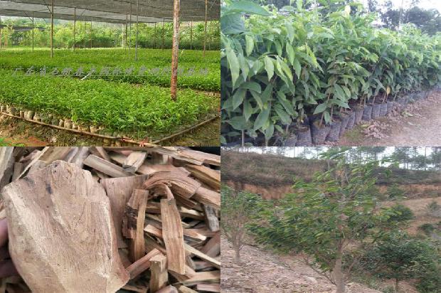 东帝汶沉香价格1678320738104 东帝汶沉香价格1678320738104