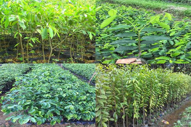 沉香的价格与产地1678320986969 沉香的价格与产地1678320986969