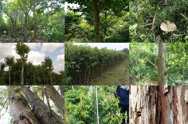 沉香的价格与产地1678320986975 沉香的价格与产地1678320986975