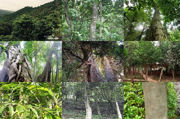 沉香的产地和价格1678321102122