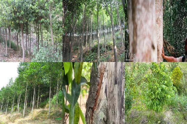 沉香的产地和价格1678321102128