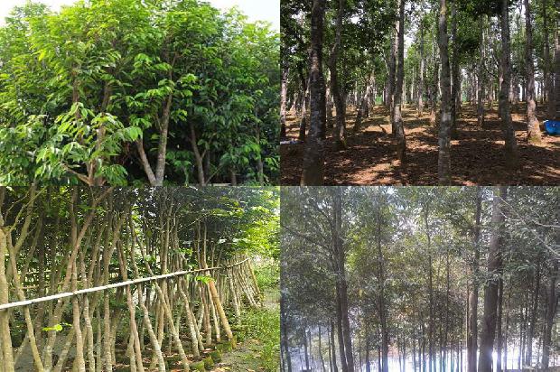 沉香的产地和价格1678321102134