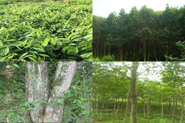 沉香的产地和价格1678321102140