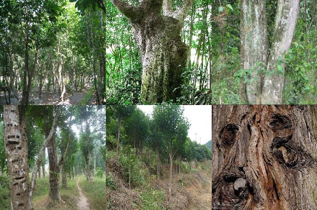 云浮沉香米黄价格1678321158168 云浮沉香米黄价格1678321158168