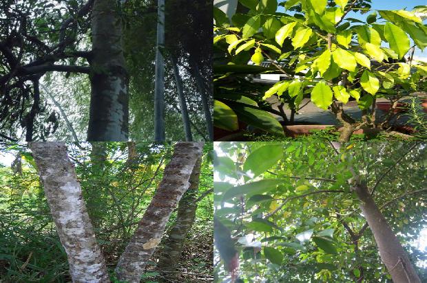 云浮沉香米黄价格1678321158174 云浮沉香米黄价格1678321158174