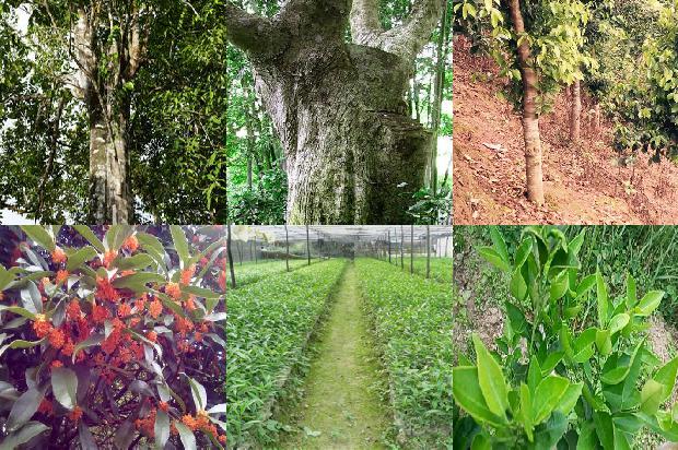 沉香手串最高价格1678321271955 沉香手串最高价格1678321271955