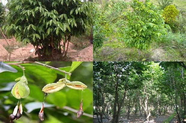 沉香手串最高价格1678321271967 沉香手串最高价格1678321271967