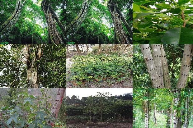 虎纹沉香手串价格1678407054939 虎纹沉香手串价格1678407054939