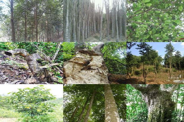 虎纹沉香手串价格1678407054945 虎纹沉香手串价格1678407054945