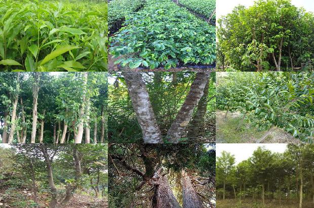 虎纹沉香手串价格1678407054951 虎纹沉香手串价格1678407054951