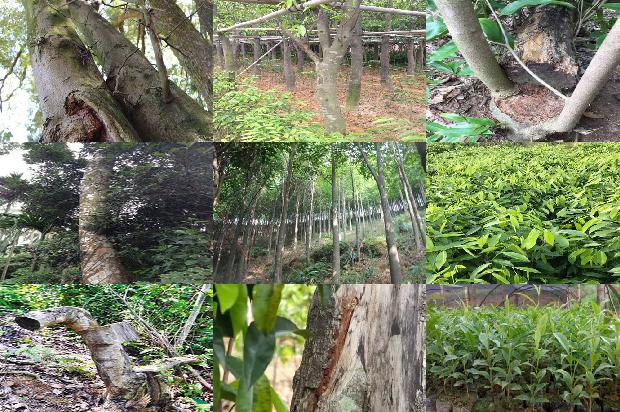 虎纹沉香手串价格1678407054957 虎纹沉香手串价格1678407054957