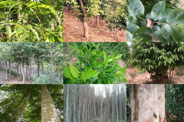 菲律宾沉香价格1678407153078 菲律宾沉香价格1678407153078