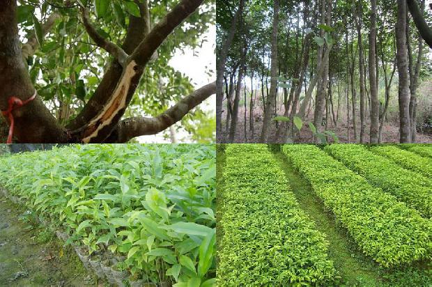 菲律宾沉香价格1678407153084 菲律宾沉香价格1678407153084