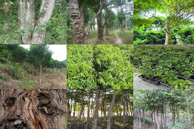 菲律宾沉香价格1678407153090 菲律宾沉香价格1678407153090