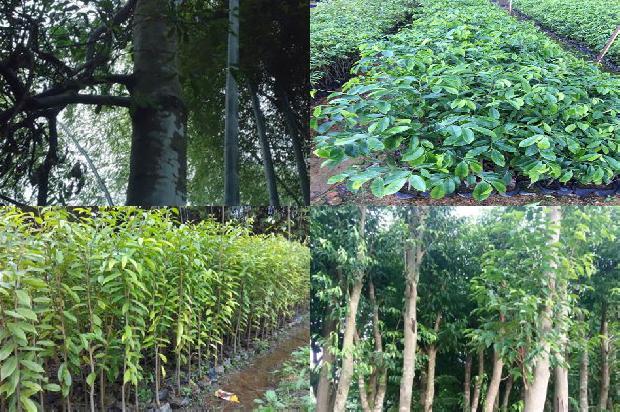 菲律宾沉香价格1678407153096 菲律宾沉香价格1678407153096