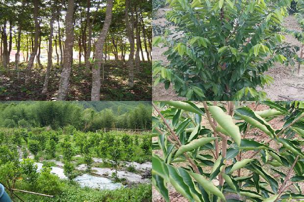 椅楠沉香价格1678407315487 椅楠沉香价格1678407315487