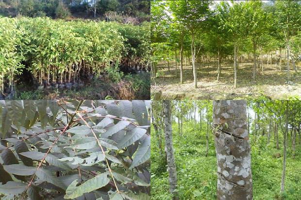 椅楠沉香价格1678407315493 椅楠沉香价格1678407315493