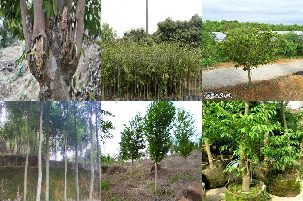 奇楠沉香苗木价格1678407565169