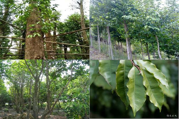 奇楠沉香苗木价格1678407565175