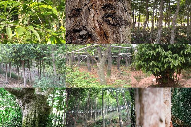 沉香吊坠价格1678493728573 沉香吊坠价格1678493728573