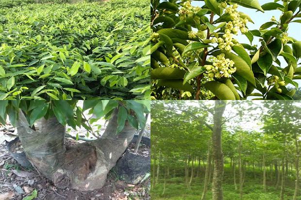 降沉香手串价格1678493984488 降沉香手串价格1678493984488