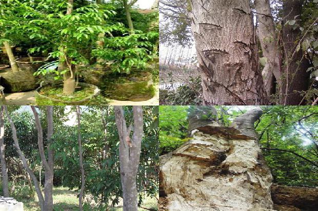 降沉香手串价格1678493984494 降沉香手串价格1678493984494