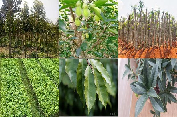 降沉香手串价格1678493984500 降沉香手串价格1678493984500