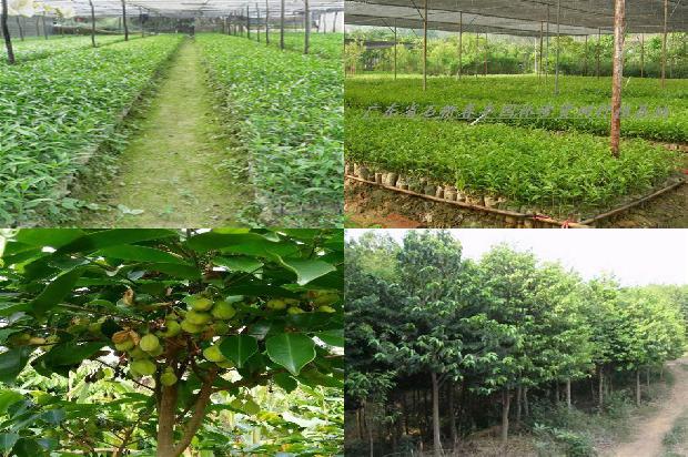 沉香手串价格是1678494104680 沉香手串价格是1678494104680