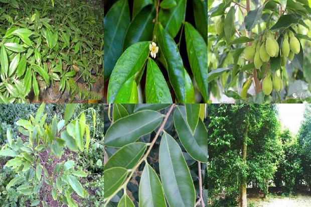 沉香手串价格是1678494104686 沉香手串价格是1678494104686