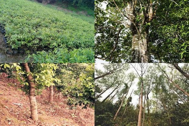 沉香手串价格是1678494104698 沉香手串价格是1678494104698