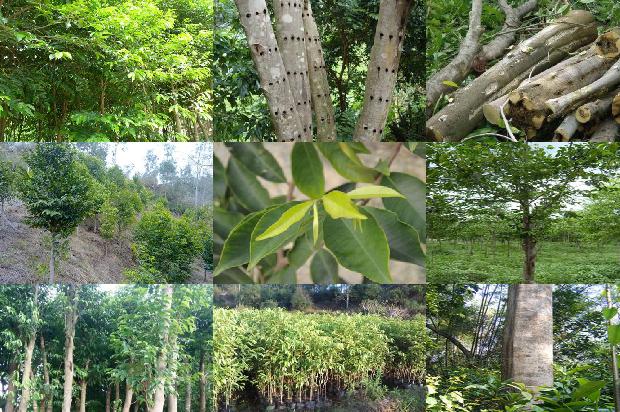 沉香手串的价格1678687548239 沉香手串的价格1678687548239