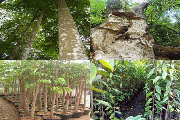 沉香手串的价格1678687548284 沉香手串的价格1678687548284