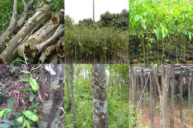 沉香手串的价格1678687548339 沉香手串的价格1678687548339