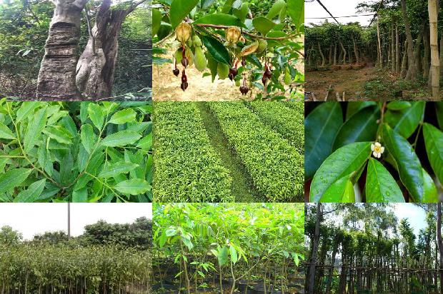 沉香手串要价格1678687787393 沉香手串要价格1678687787393