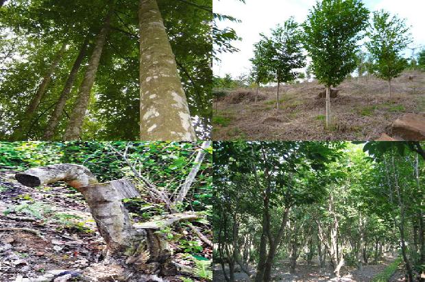 怎样种植奇楠沉香树苗1695254997174 怎样种植奇楠沉香树苗1695254997174