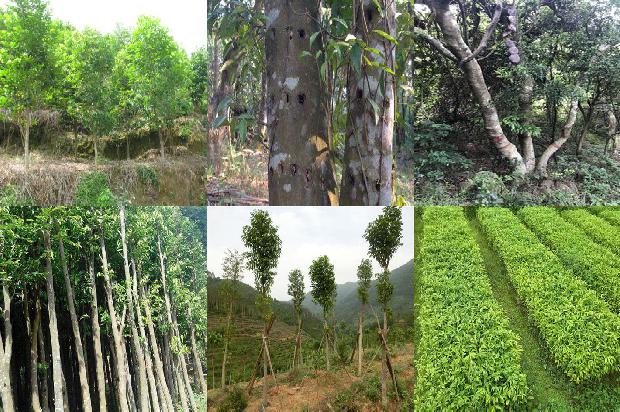 沉香手串要价格1678687787488 沉香手串要价格1678687787488