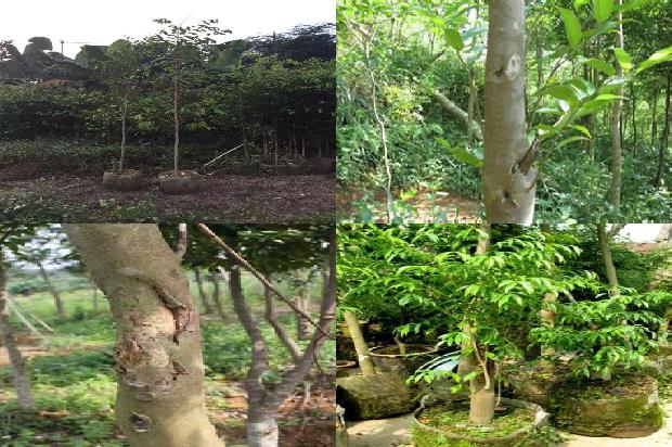 沉香的手串价格1678687988001 沉香的手串价格1678687988001