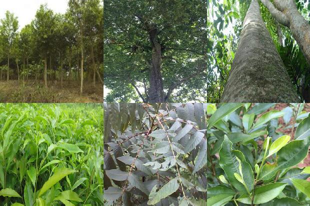 沉香的手串价格1678687988096 沉香的手串价格1678687988096