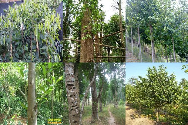 沉香的手串价格1678687988144 沉香的手串价格1678687988144