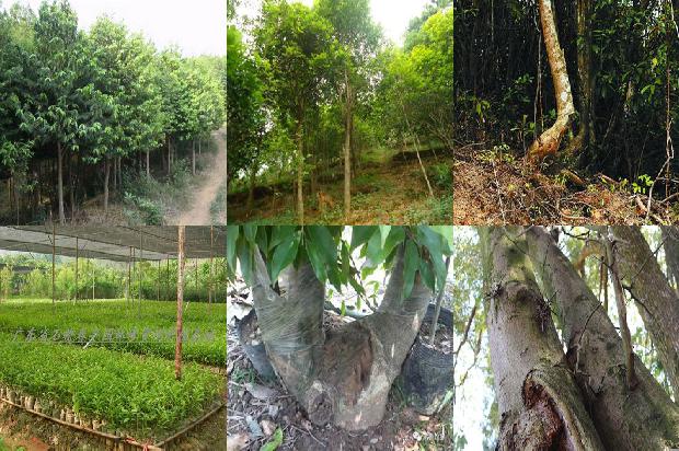 药沉香手串价格1678688149816 药沉香手串价格1678688149816