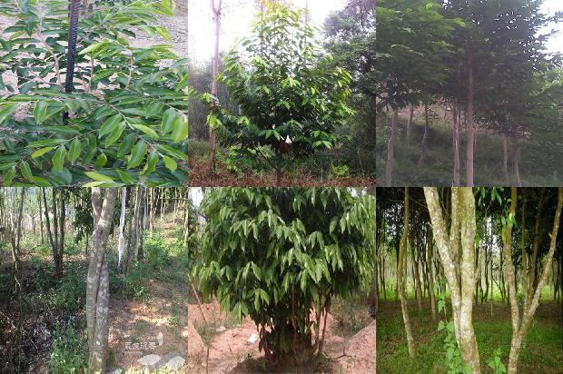 药沉香手串价格1678688149863 药沉香手串价格1678688149863