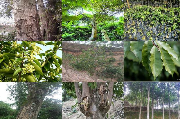 药沉香手串价格1678688149910 药沉香手串价格1678688149910