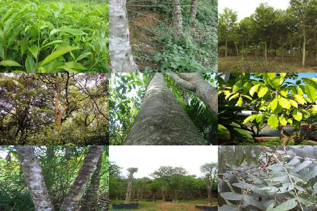 药沉香手串价格1678688149956 药沉香手串价格1678688149956