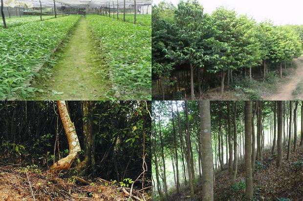 野沉香手串价格1678688329067 野沉香手串价格1678688329067