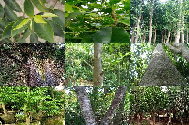 克沉香手串价格1678688454048 克沉香手串价格1678688454048