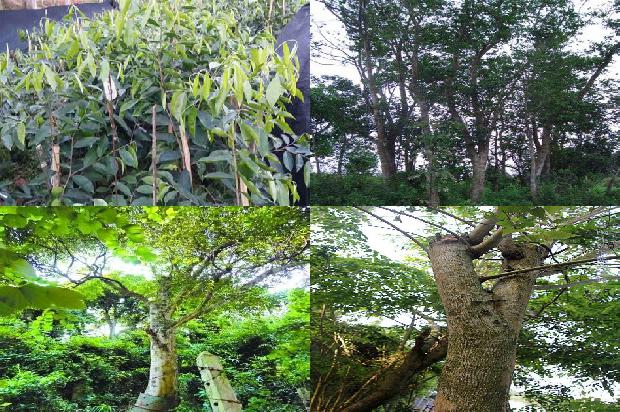 克沉香手串价格1678688454096 克沉香手串价格1678688454096