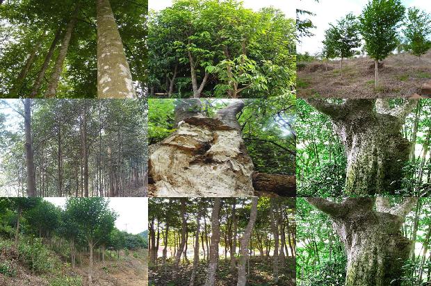 沉香棵手串价格1678688573587 沉香棵手串价格1678688573587